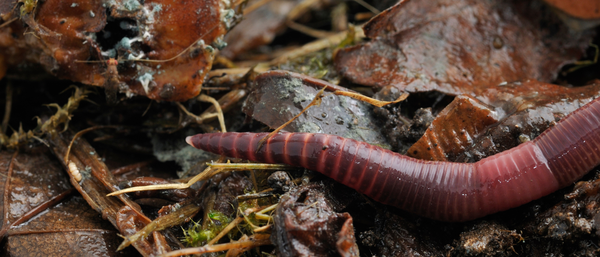 Tiger Worms